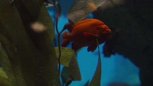Leuchtend orangefarbene Fische schwimmen in einer ruhigen Unterwasserszene durch Seetang