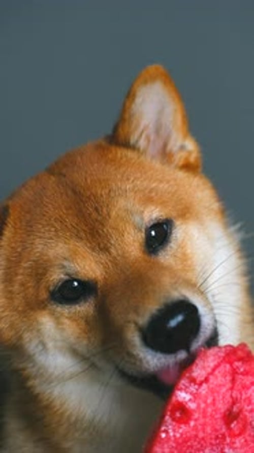 shiba Shiba Inu Dog Enjoying Watermelon on Grey Background, Nature Stock Footage ft. shiba & dog - Envato