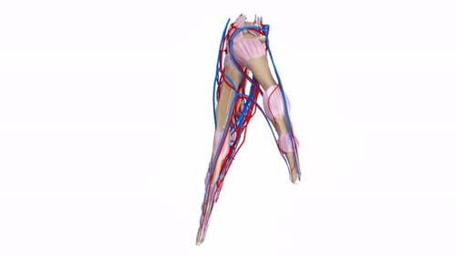 3D Human Hand Anatomy with Rotating Bones, Veins, and Arteries
