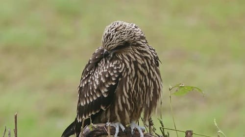Black Kite Preening its Feathers on a Branch