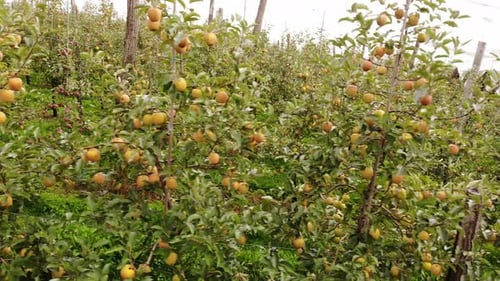 Apple Trees In Orchard. Golden Delicious Cultivar