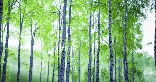 Lush Green Forest with Tall Birch Trees in Serene Daylight Setting