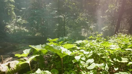 Foggy Forest in an Early Summer Morning at Sunrise Sunlight in the Green Forest