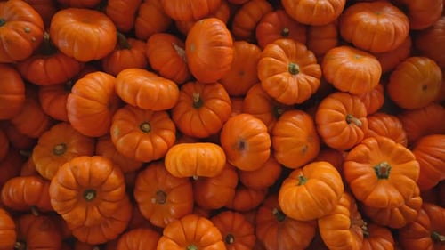 Pile of Bright Orange Pumpkins