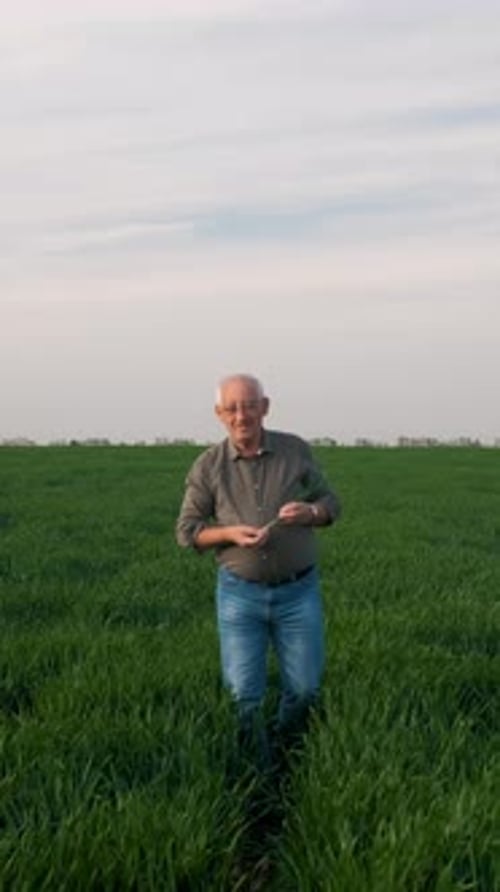 Senior farmer walking in wheat field.