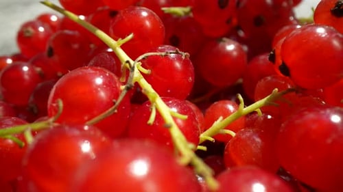 Close Up of Juicy Red Currant Berries