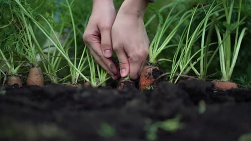 A Woman Takes a Ripe Carrot Out of the Ground and Shows It to the Camera