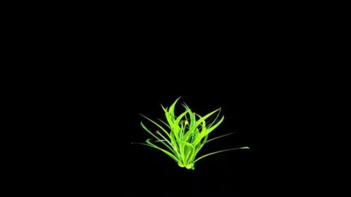 Yellow Dandelion Flower Plant Growing