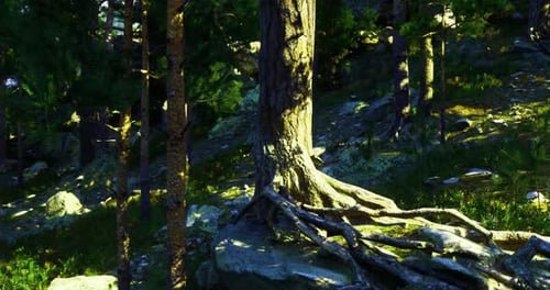 Vibrant Forest Landscape Showcasing Trees and Roots in Sunlight