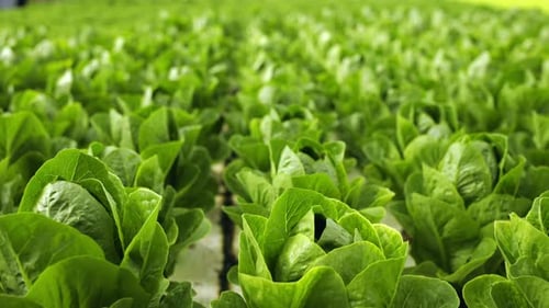 Close Up of Aquaponics Bushes Growing in Greenhouse Hydroponics Plants Grow at Farm Vegetables