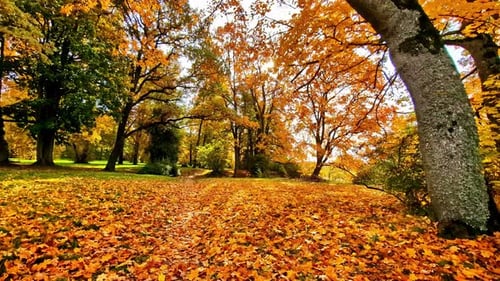 Yellow autumn forest scene slow camera movement at ground level