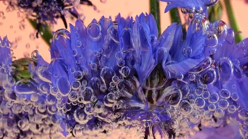 Fleurs d'été sauvages des champs, bleuets, sous l'eau, dans des bulles d'air. Sur fond rose.