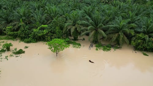 A cow move toward tree at flooded area. Aerial view flood Junjung, Kedah