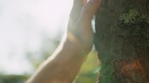 Person in der Natur, Nahaufnahme eines männlichen Handstreichels, der an einem sonnigen Tag einen Baumstamm im Wald streichelt