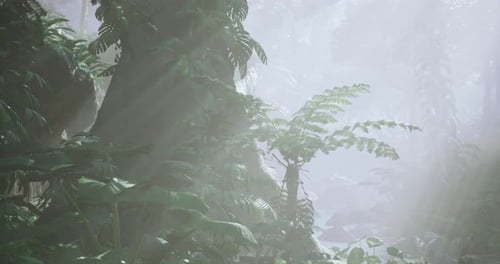Mist Shrouds Green Foliage in a Vibrant Morning Tropical Forest