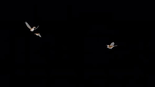 3 pájaros carboneros, carbonero norteamericano con capa negra, bucle volador, vista lateral, CU, canal Alpha