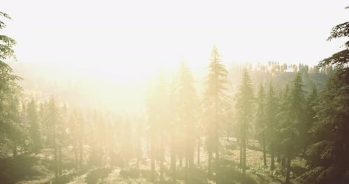 Lumière du soleil filtrant à travers une forêt dense à l'aube