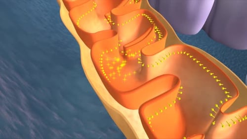 Cellular structure with organelles in dynamic interaction