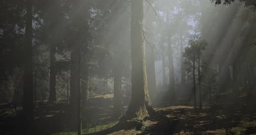 Dramatic Light Filtering Through Trees in a Misty Forest During the Day