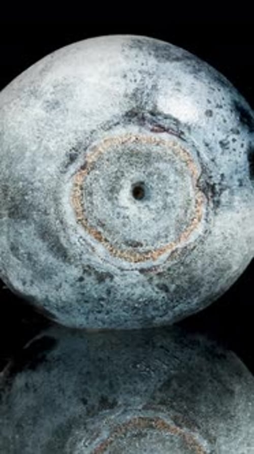 Vertical video. Close-Up of a Blueberry Thawing from Ice on a Black Background, Time-lapse.