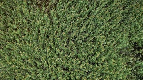 Aerial View of Green Reeds