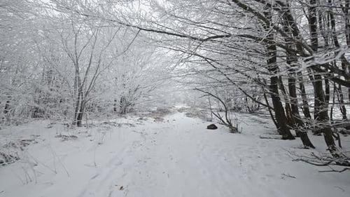 Winter forest trail covered with snow, serene and peaceful atmosphere in nature