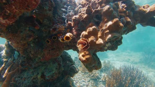 Christmas Tree Worm Hiding in Coral Reef