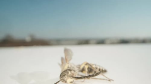 A dead wasp on a white table. Dolly slider extreme close-up.