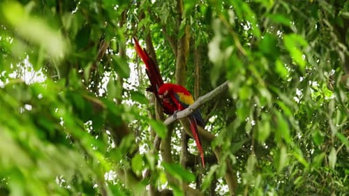 Scarlet Macaws Resting In Nature