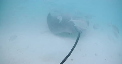 Stingray Fish Underwater in Ocean at French Polynesia or Maldives
