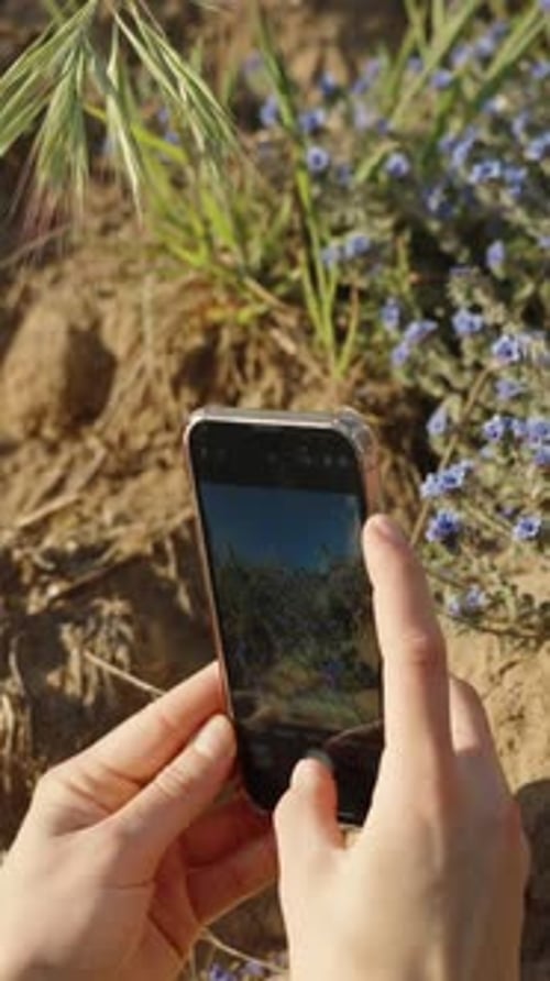 Hands Hold Smartphone Taking Photo of Purple Flowers