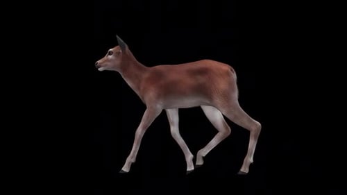 Hirschkalbspaziergang