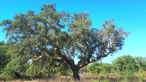 Fying around a cork oak from which cork was extracted.The cork oak is one of the most prevalent tree