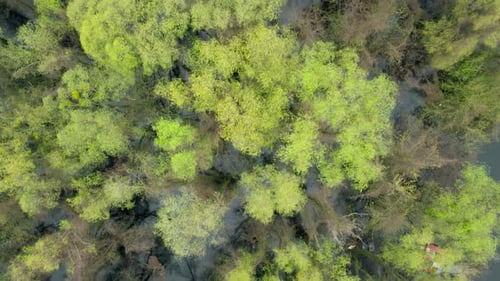 River Lake Swamp Water Forest Spring Nature Park Tree Green