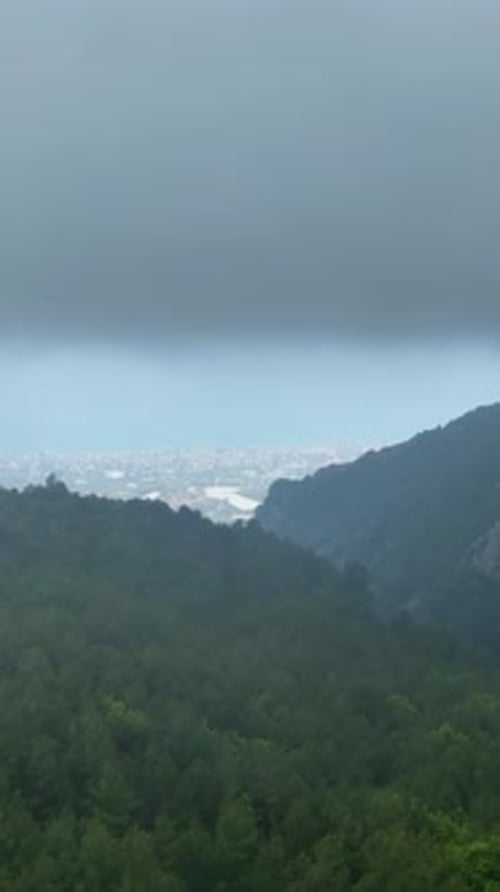 Vertical Video Aerial Perspective of the Lush Green Forest PostRain Euphoria
