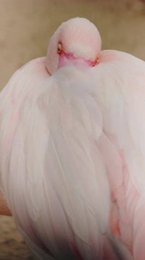 Nahaufnahme eines ruhenden rosa Flamingos, dessen Kopf in die Federn gesteckt ist und ein weiches Gefieder zeigt