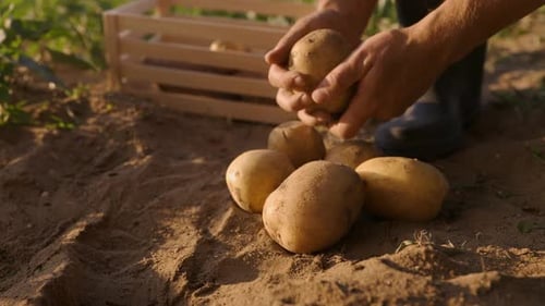 Hands Cleaning Freshly Harvested Potatoes in a Field