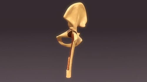 3D Hip Bone and Femur with Bone Marrow Rotation
