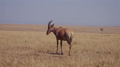 African Antelope Standing in Dry Grass