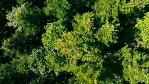 Forest View From Above