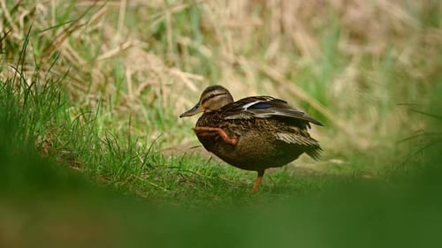 Mallard Female Walking On Path