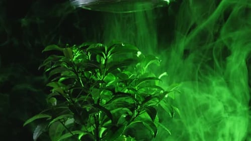 Green Plant with Billowing Green Smoke