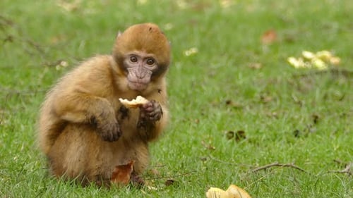 Natur und Tierwelt: Affe