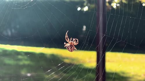 Uma aranha tece sua teia em um dia ensolarado em Câmera lenta.