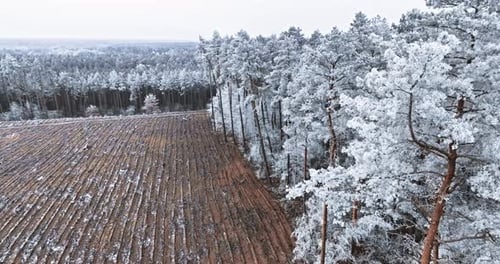 Aerial view of forest covered with hearfrost in winter, Poland.