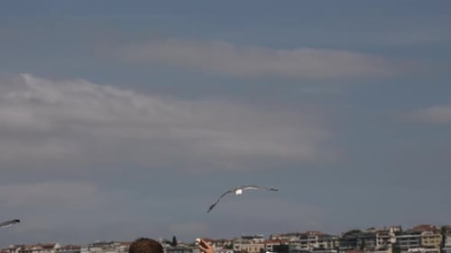 Seagull Takes Food From the Hands of a Tourist Ferry Services in Istanbul Turkey