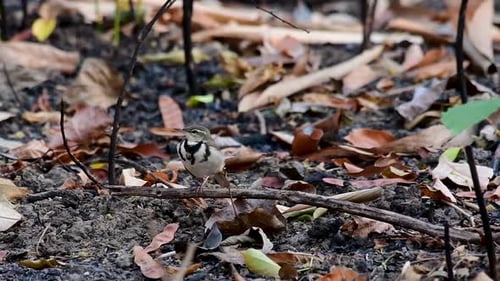 The Forest Wagtail is a passerine bird foraging on branches, forest grounds, tail wagging constantly