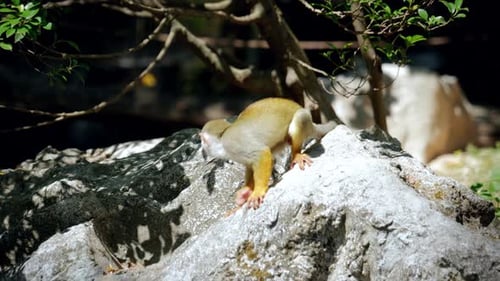 Nahaufnahme von Totenkopfäffchen in einem tropischen Regenwald-Dschungel