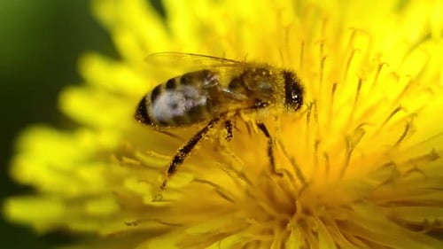 Biene auf gelbem Löwenzahn im Wind