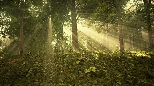 Forest Trees Nature Green Wood Sunlight View